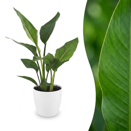 Strelitzia Reginea - Paradijsplant - met witte pot - ↕35cm - Ø12cm