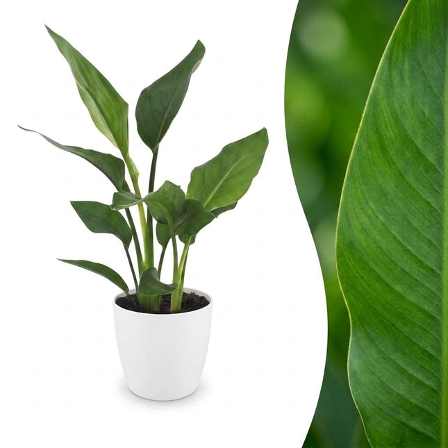 Strelitzia Reginea - Roślina rajska - w białej doniczce - ↕35cm - Ø12cm