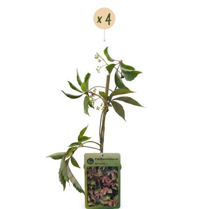 Parthenocissus henryana - Chinese wingerd 4x - Groen - Klimplant - Ø9cm - ↕35cm