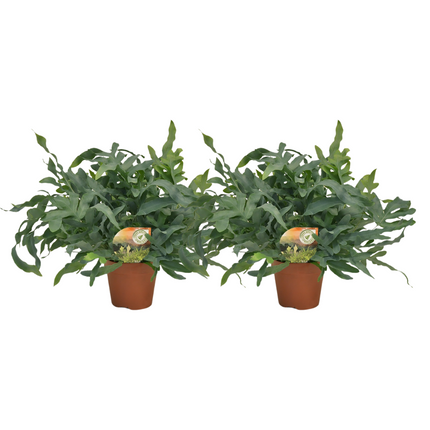 Phlebodium Blue Star – Blauer Farn – ↕60 cm – Ø17 cm – 2x