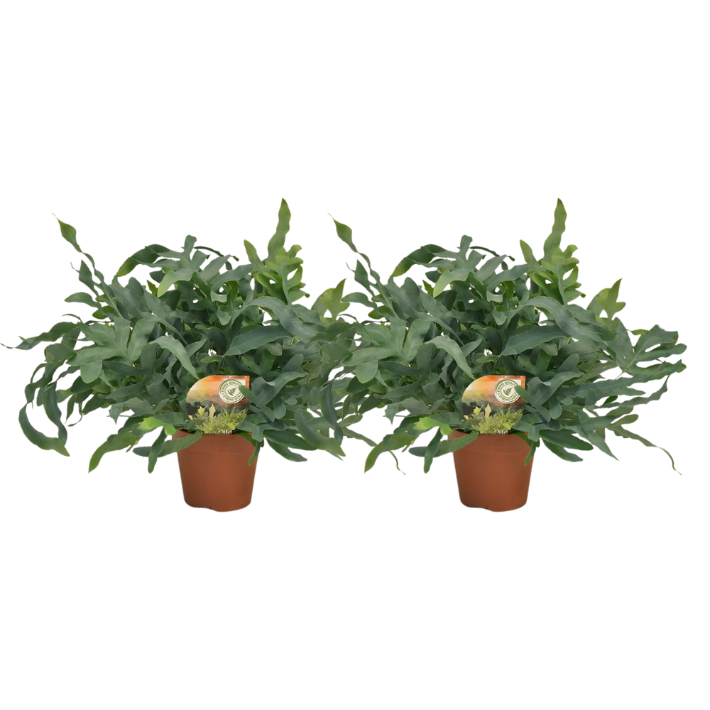 Blauwvaren (Phlebodium)