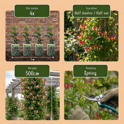 Lonicera jap. 'Red World' - Japanse kamperfoelie 6x - Rood - Roze - Klimplant - Ø9cm - ↕35cm