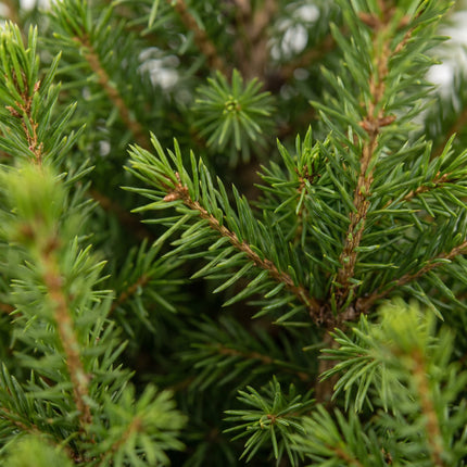 Picea glauca Conica - Kegelspar - Groen - Kerstboom - Ø19cm - ↕65cm