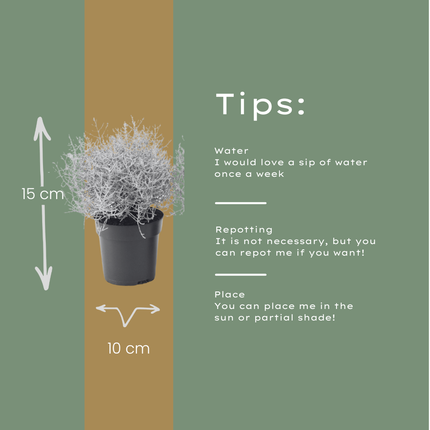 Calocephalus - Silver Shrub - ↕15cm - Ø10cm - 6x