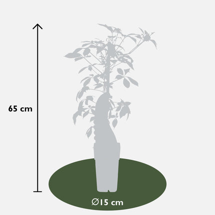 Parthenocissus henryana - Parra virgen - ↕65cm - Ø15cm