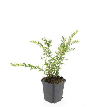 Lonicera pileata 'Purple Pearl' - ↕10-25cm - Ø9cm - 48x