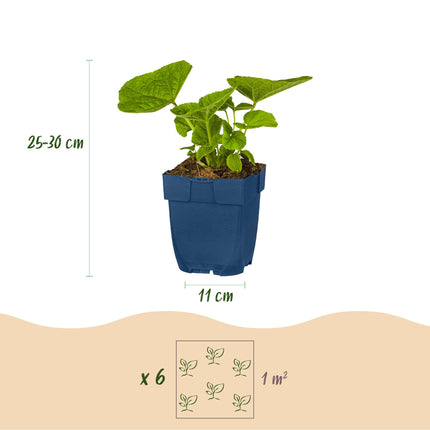 Borderpakket - Wit - Diversen - Soorten en kleuren - 12 Planten - Pot 11cm - Hoogte 15-25cm