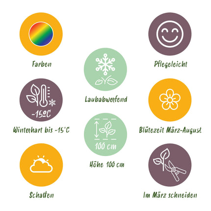 Kit de bordure - Ombre - 8 vivaces - 1 m² - Coloris variés - Entretien facile - Ø 11 cm