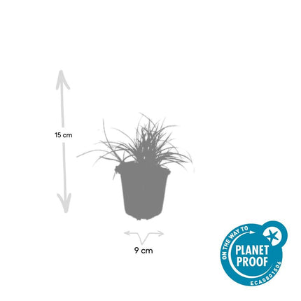 Luzula Nivea - Snehvid Siv - ↕10-25cm - Ø9cm - 6x