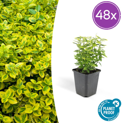 Euonymus fortunei 'Emerald 'n Gold' - Cappello del cardinale - ↕10-25cm - Ø9cm - 48x