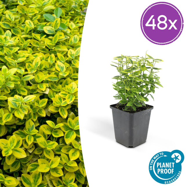 Euonymus fortunei 'Emerald 'n Gold' - Cappello del cardinale - ↕10-25cm - Ø9cm - 48x