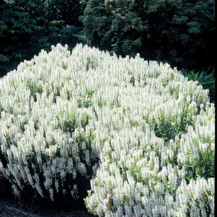 Salvia nemorosa 'Schneehugel' - Bossalie - ↕10-25cm - Ø9cm - 12x