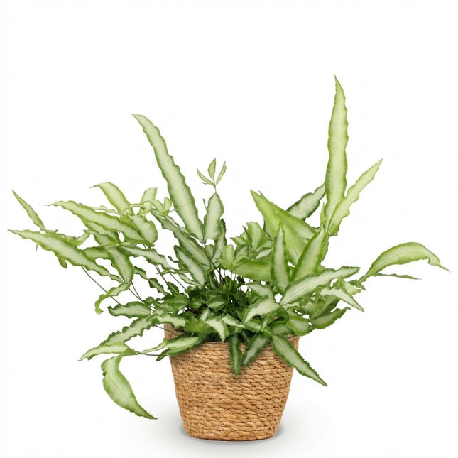 Pteris cretica Albolineata - Felce a nastro - con cesto - ↕20cm - Ø12cm