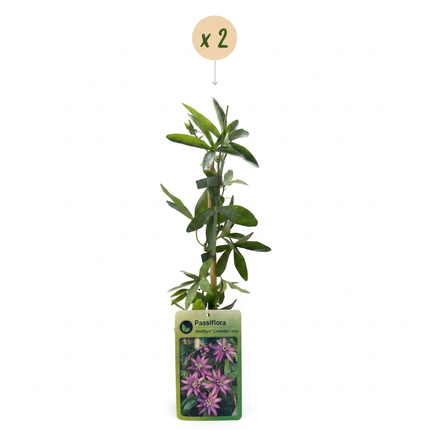Passiflora Lavendel Dame - Passiflora Lavender Lady 2x - Paars - Klimplant - Ø9cm - ↕35cm