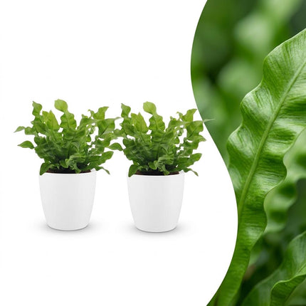 Asplenium Crispy Wave - met witte pot - ↕30cm - Ø12cm - 2x