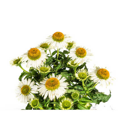 Echinacea Purpurea White - Zonnehoed - ↕60-70cm - Ø19cm