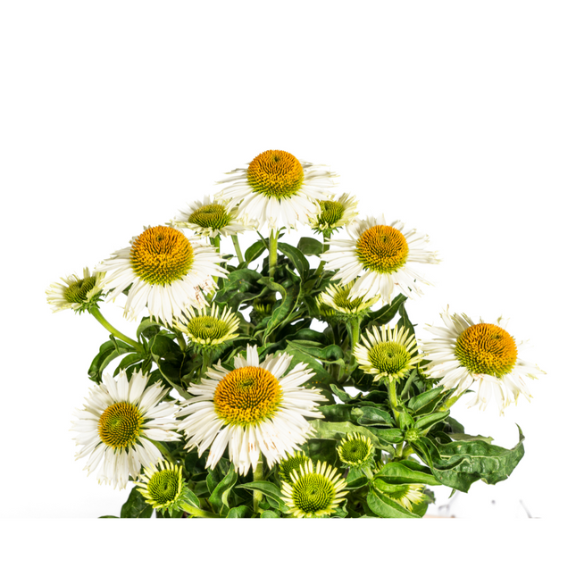 Echinacea Purpurea White - Coneflower - ↕60-70cm - Ø19cm