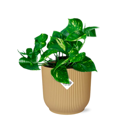 Epipremnum Pinnatum ‘Aureum’ in elho Vibes Fold Ø14cm geel