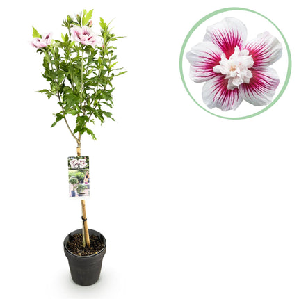 Hibiscus syriacus Starburst Chiffon® - Plante sur tige - Plante de terrasse - ↕90cm - Ø19cm