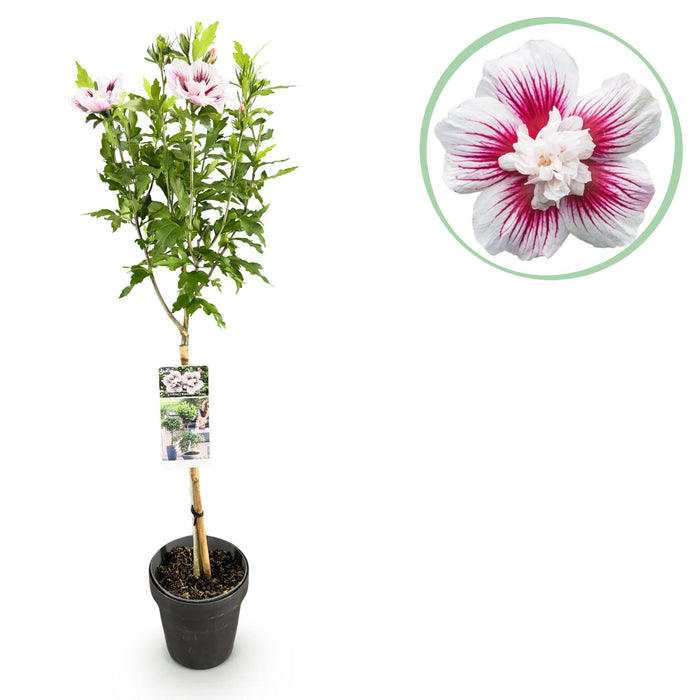 Tuinplant - Hibiscus syriacus Starburst Chiffon® - Plant op stam - Terras Plant - Bladverliezend - Weinig Onderhoud - Pot 19cm Hoogte 90cm