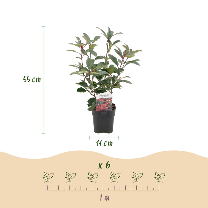 Haagplanten - Photinia fraseri Red Robin - groen rood  - 6 planten - 1 strekkende meter - groenblijvend - pot 17cm hoogte 55cm
