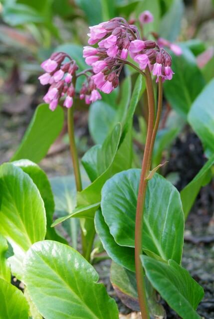Bergenia cordifolia 'Herbstblüte' - Schoenlappersplant - ↕10-25cm - Ø9cm - 12x