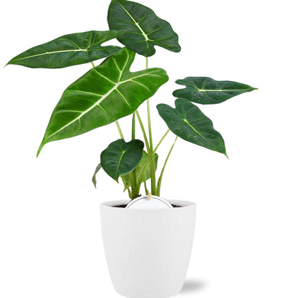 Alocasia Frydek - ↕35cm - Ø12cm + Hvid Potte Bruxelles D13,5x12,5cm