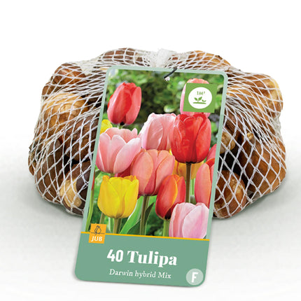 Bulbes de tulipes Darwin hybrides, mélange varié, couleurs assorties, 40 bulbes, calibre 10/12.