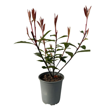 Photinia fraseri Carre Rouge - hojas rojo-verdes - 8 plantas - 1 metro lineal - perenne - ↕30-35cm - Ø9cm