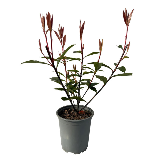 Haagplanten - Photinia fraseri Carre Rouge - blad rood groen - 8 planten - 1 strekkende meter - groenblijvend - pot 9cm hoogte 30-35cm