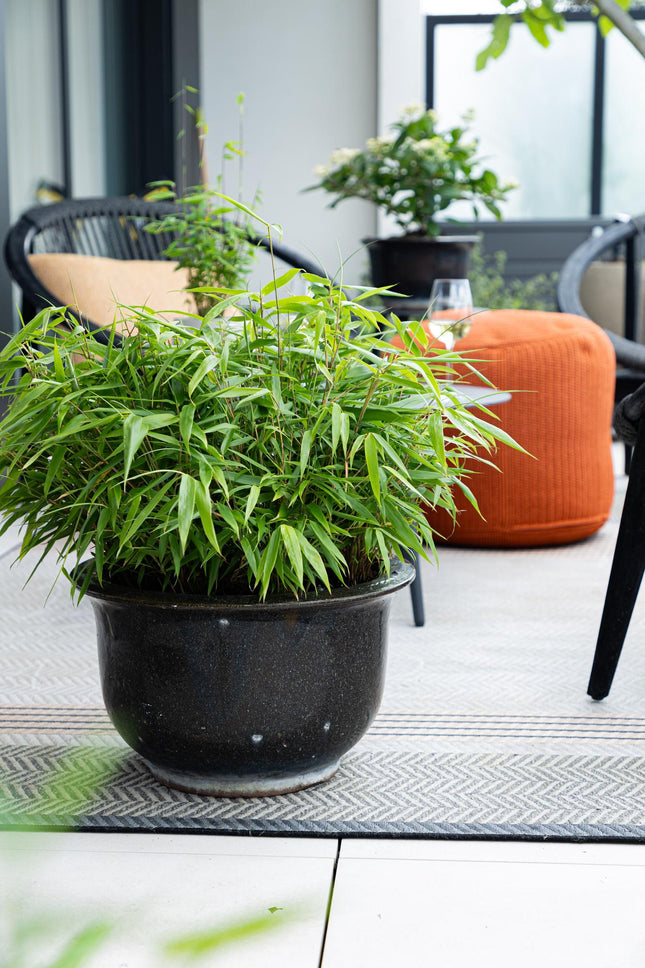 Bamboe - Fargesia robusta Pingwu - Niet Woekerend - Groen - ↕35cm - Ø14cm - 12x