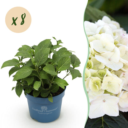 Hydrangea Endles Summer The Bride - Hydrangea - White - ↕20-25cm - Ø14cm - 8x