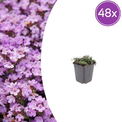 Thymus praecox 'Purple Beauty' - Tomillo rastrero - ↕10-25cm - Ø9cm - 48x