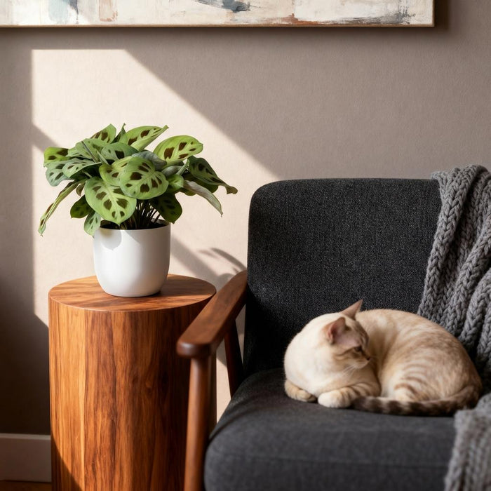 Maranta Fascinator Kerchoveana - Zebraplant - met witte plantenpot - ↕25cm - Ø12cm