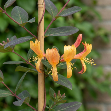 Lonicera tellmanniana - Tellmann-kamperfoelie 4x - Oranje - Geel - Klimplant - Ø9cm - ↕35cm