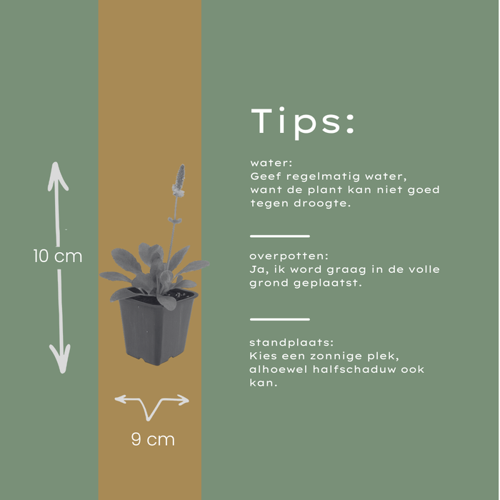 6x Stachys mon. 'Hummelo' - ↕10-25cm - Ø9cm