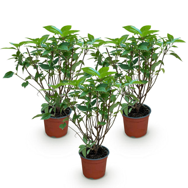 Hydrangea panniculata Limelight - Ortensia a pannocchia - Resistente - Verde lime - 3 piante - Vaso da 12 cm - Altezza 20-30 cm
