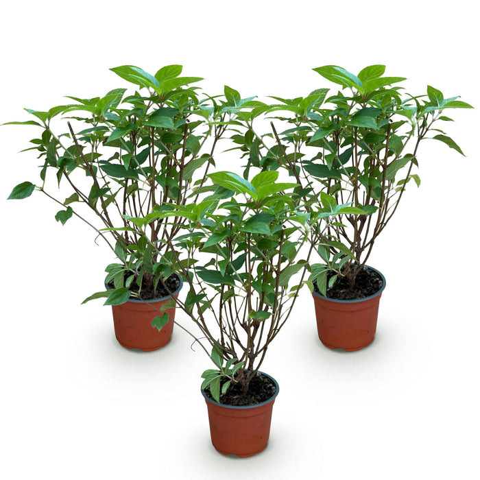 Hydrangea panniculata Limelight - Pluimhortensia - Winterhard - Lime Groen - 3 Planten - Pot 12cm - Hoogte Hoogte 20-30cm