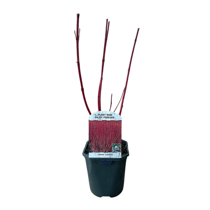 Cornus sibirica - Branches Rouges - 1 Plante - ↕45cm - Ø17cm