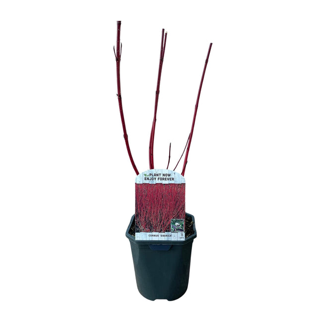 Cornus sibirica - Kornoelje - Rode Takken - ↕45cm - Ø17cm