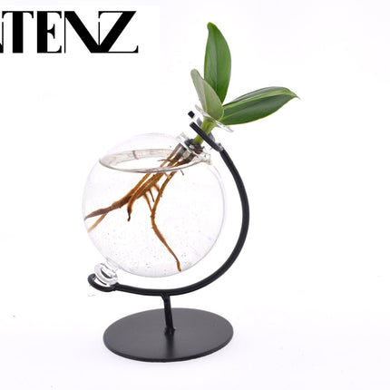 Clusia In Victoria Glas - ↕10cm - Ø5cm