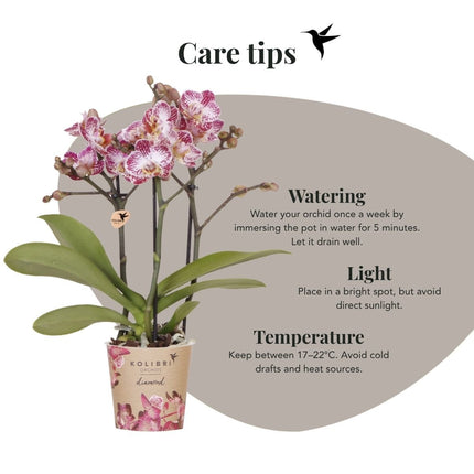 Kolibri Orchids | Combi Deal - 4 Roze-Paarse Phalaenopsis Orchideeën Diamond Bora Bora - Ø9 cm