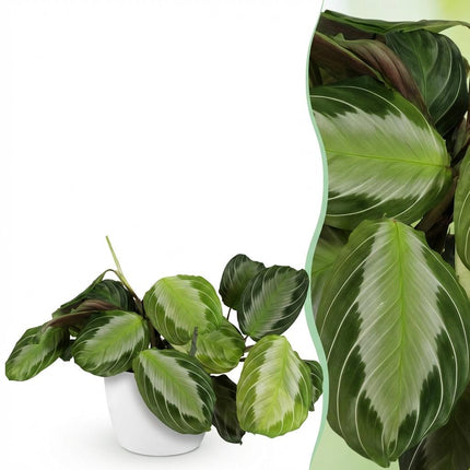 Maranta Fascinator Silverband - Pianta della preghiera - con vaso bianco - ↕25cm - Ø12cm
