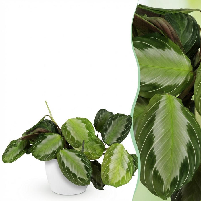 Maranta Fascinator Silverband - Gebedsplant - met witte plantenpot - ↕25cm - Ø12cm