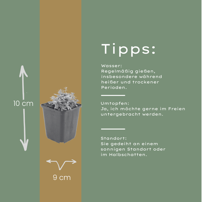 24x Cerastium tomentosum - ↕10-25cm - Ø9cm