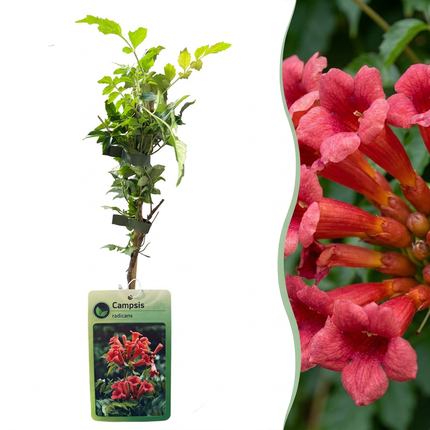Campsis radicans - Trompetklimmer - Oranje - Rood - Klimplant - Ø9cm - ↕35cm