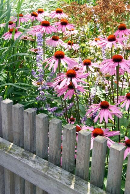 Echinacea purpurea 'Magnus' - Zonnehoed - ↕10-25cm - Ø9cm - 60x