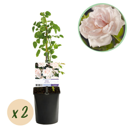 Climbing Rose - Rosa New Dawn - Light Pink Flower - Low Maintenance - 2 Plants - 11cm Pot Height 40cm