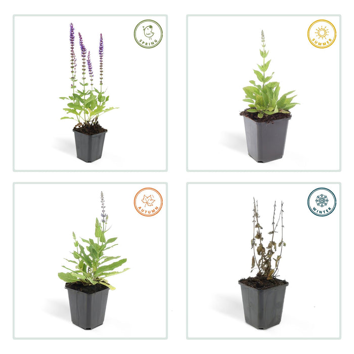 Salvia nem. 'Ostfriesland' - ↕10-25cm - Ø9cm - 24x
