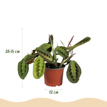 Plantenbox - Chlorophytum - Maranta - Callisia - Nephrolepsis - ↕25cm - Ø12cm - 4x